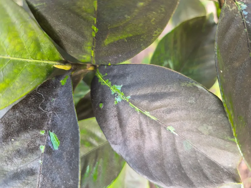 Plaga de NEGRILLAS, CAPNODIUM SPP.