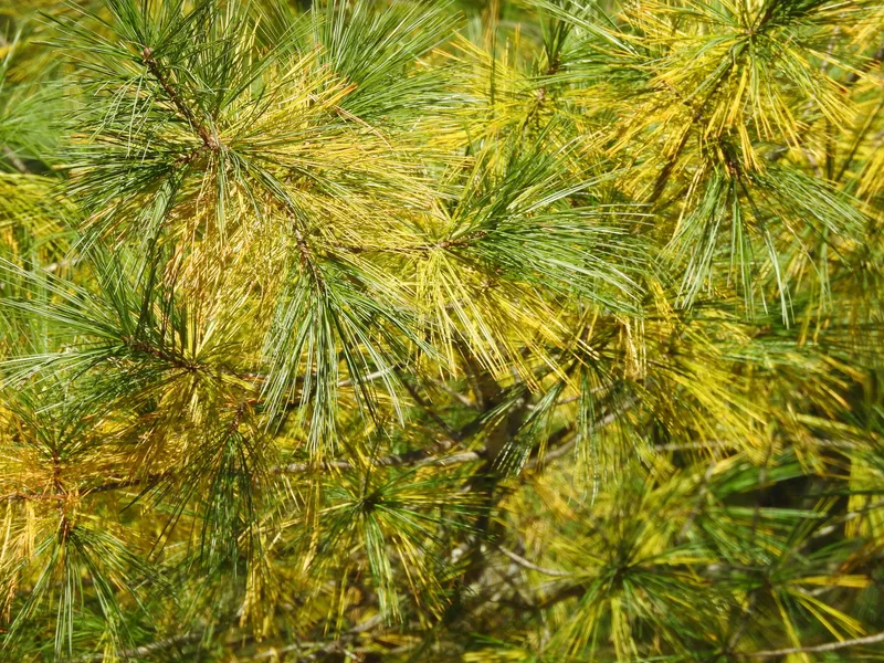 Plaga de NEMATODO DE LA MADERA DEL PINO, BURSAPHELENCHUS XYLOPHILUS