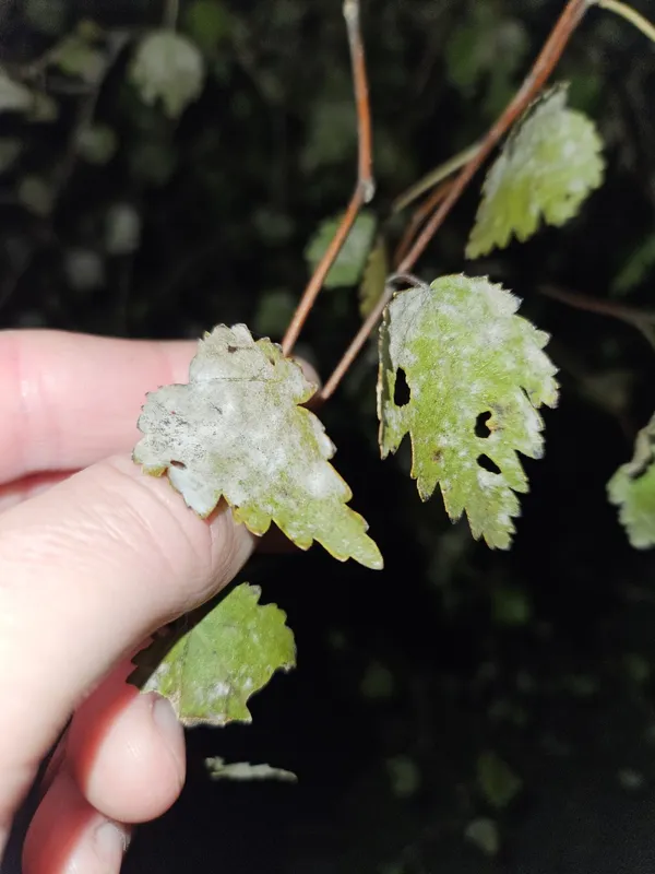 Plaga de OÍDIO DE LAS CUCURBITÁCEAS, PODOSPHAERA XANTHII
