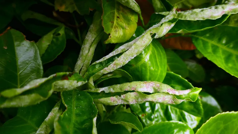 Plaga de OÍDIO DEL ALBARICOQUERO, PODOSPHAERA TRIDACTYLA
