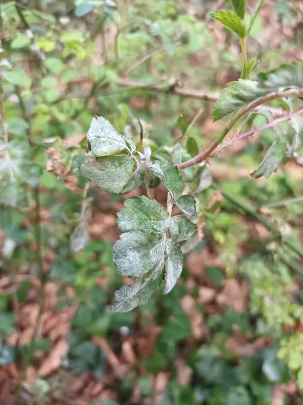 Plaga de OÍDIO DEL ROSAL, PODOSPHAERA PANNOSA