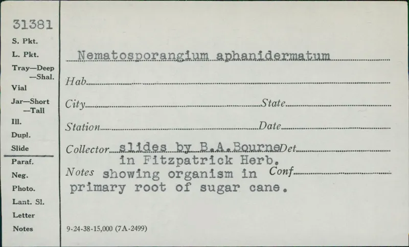Plaga de PITIUM, MARCHITEZ DE LA JUDÍA, PYTHIUM APHANIDERMATUM