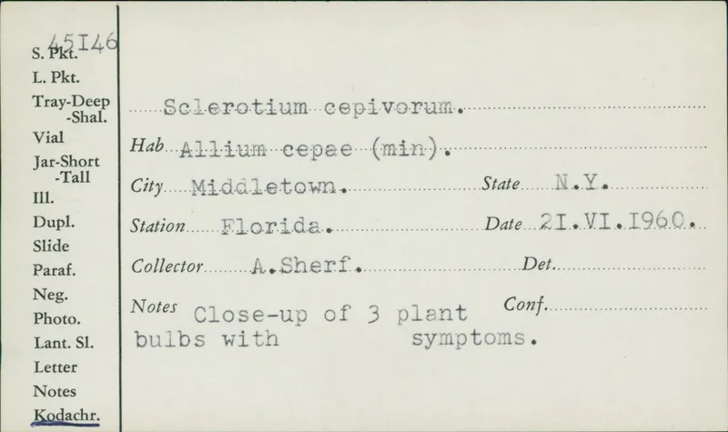Plaga de PODREDUMBRE BLANCA DEL AJO, STROMATINIA CEPIVORA