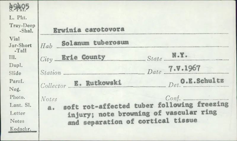 Plaga de PODREDUMBRE BLANDA, PECTOBACTERIUM CAROTOVORUM