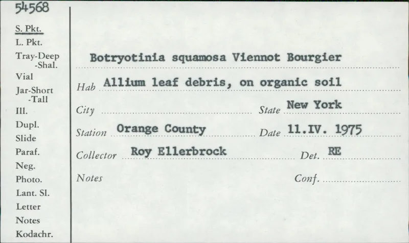Plaga de PODREDUMBRE DE LA CEBOLLA, BOTRYOTINIA SQUAMOSA