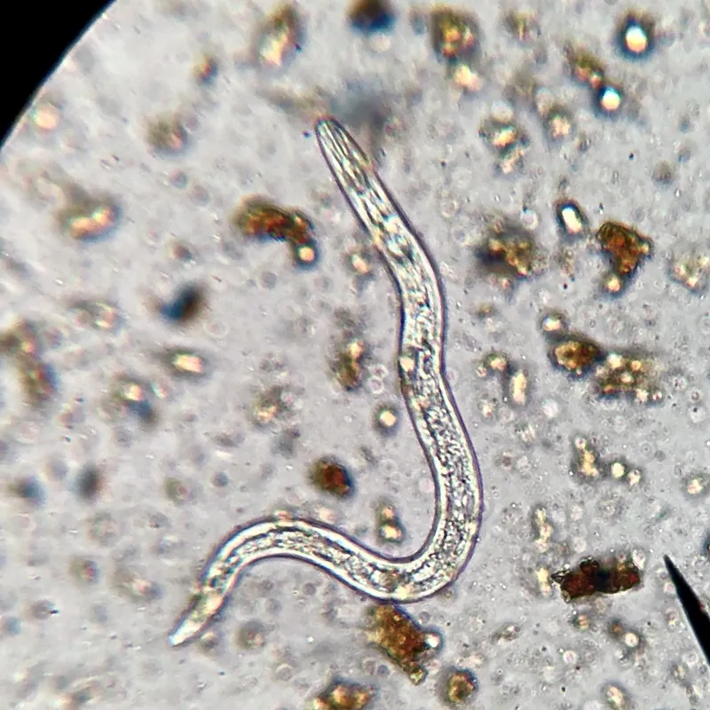 Plaga de PRATYLENCHUS SPP.