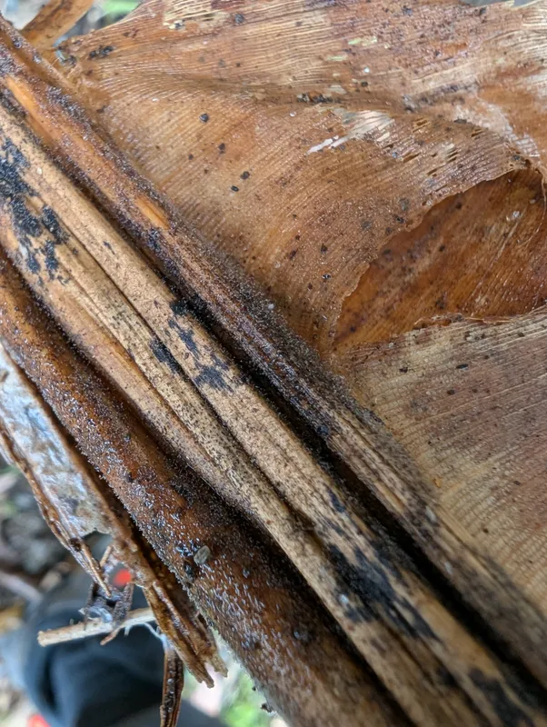 Plaga de PUDRICIÓN DE LA CORONA DEL PLÁTANO, MUSICILLIUM THEOBROMAE