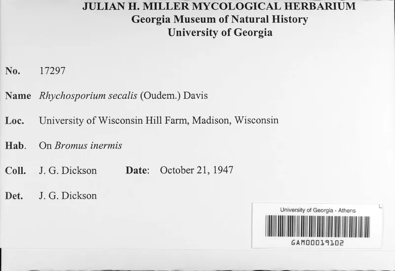 Plaga de RINCOSPORIOSIS, ESCALDADO DE CEREALES, RHYNCHOSPORIUM SECALIS