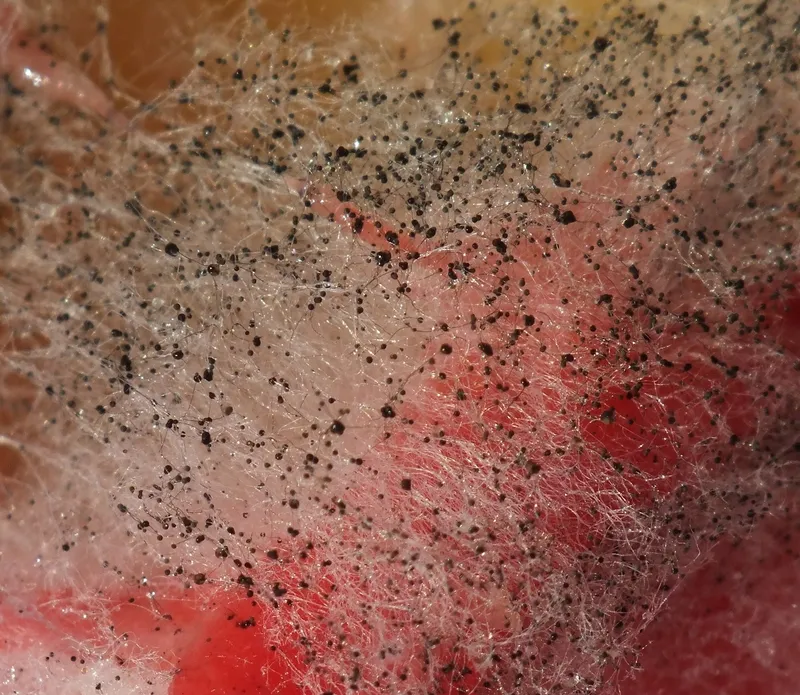 Plaga de RIZOPUS, RHIZOPUS SPP.