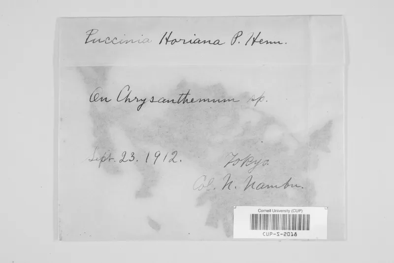 Plaga de ROYA BLANCA DEL CRISANTEMO, PUCCINIA HORIANA