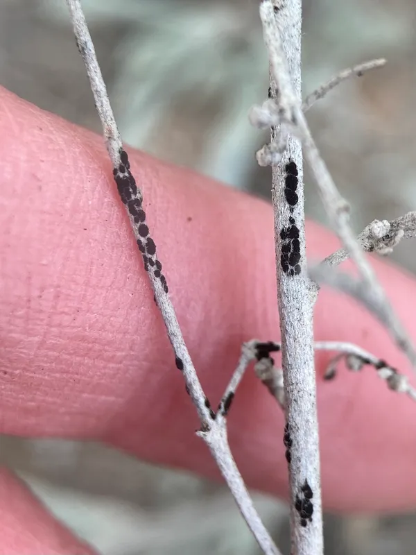 Plaga de ROYA DE LA CEBOLLA, PUCCINIA PORRI