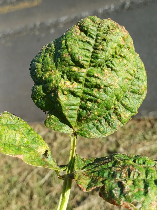 Plaga de ROYA DE LA JUDÍA, UROMYCES APPENDICULATUS