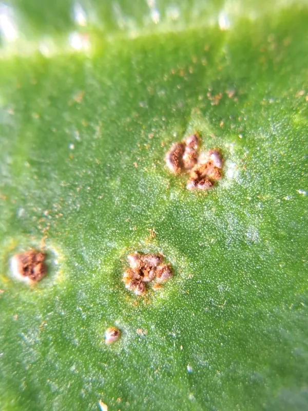 Plaga de ROYA DE LA REMOLACHA, UROMYCES BETAE