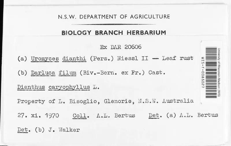 Plaga de ROYA DEL CLAVEL, UROMYCES DIANTHI
