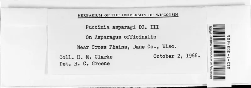 Plaga de ROYA DEL ESPÁRRAGO, PUCCINIA ASPARAGI