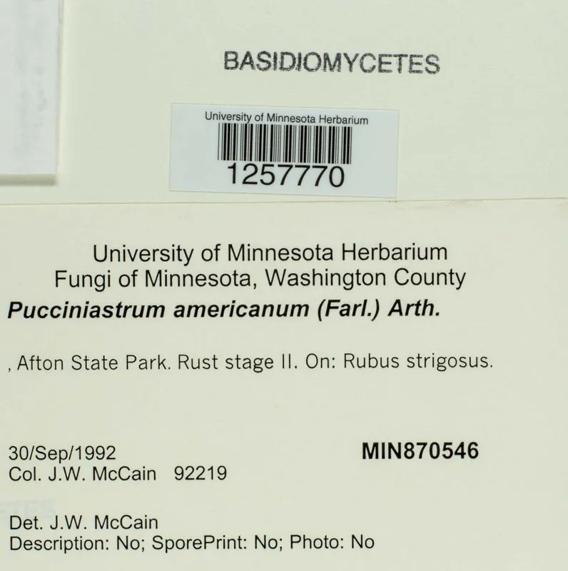 Plaga de ROYA DEL FRAMBUESO, PUCCINIASTRUM AMERICANUM