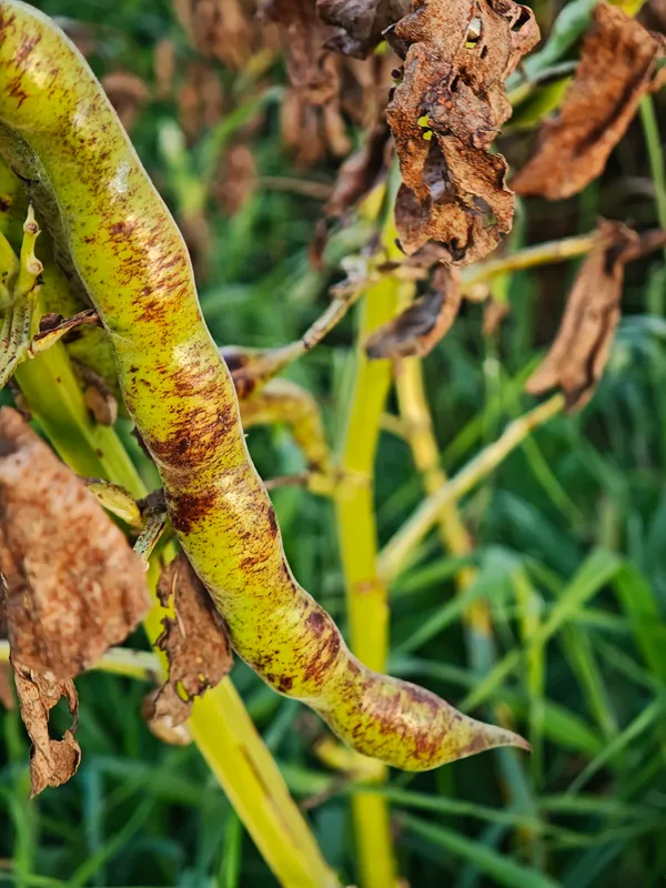 Plaga de ROYA DEL HABA, UROMYCES VICIAE-FABAE