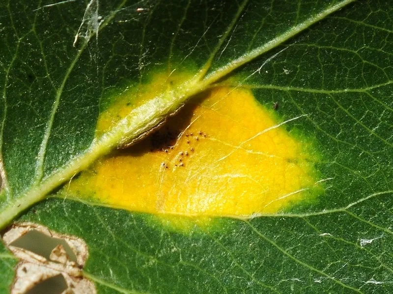 Plaga de ROYA DEL PERAL, GYMNOSPORANGIUM SABINAE