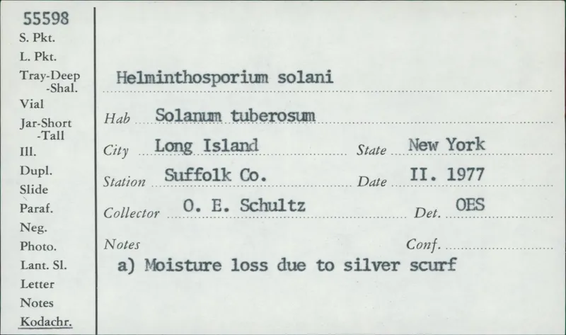 Plaga de SARNA PLATEADA DE LA PATATA, HELMINTHOSPORIUM SOLANI