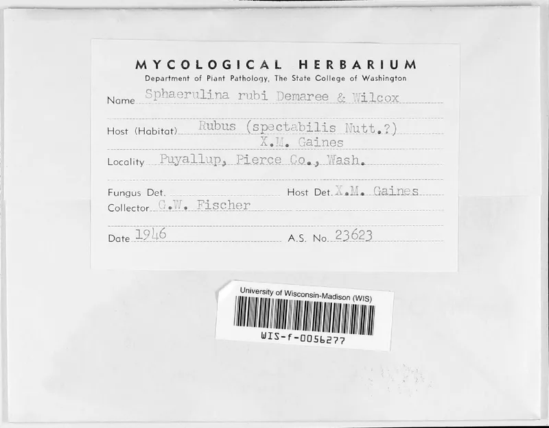 Plaga de SEPTORIOSIS DE LA ZARZAMORA, SPHAERULINA RUBI