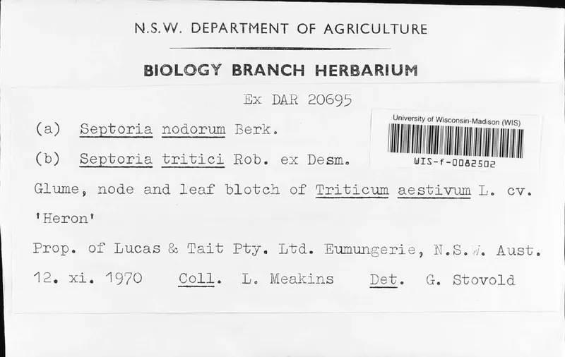 Plaga de SEPTORIOSIS DE LAS ESPIGAS DEL TRIGO, PARASTAGONOSPORA NODORUM