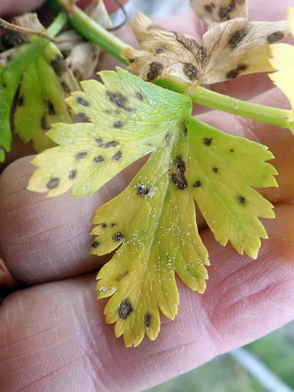 Plaga de SEPTORIOSIS DEL APIO, SEPTORIA APIICOLA