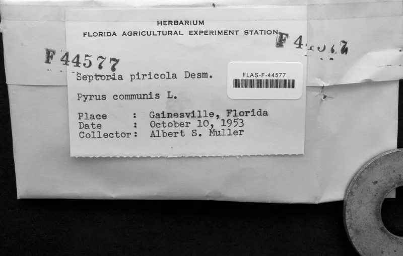 Plaga de SEPTORIOSIS DEL PERAL, SEPTORIA PYRICOLA