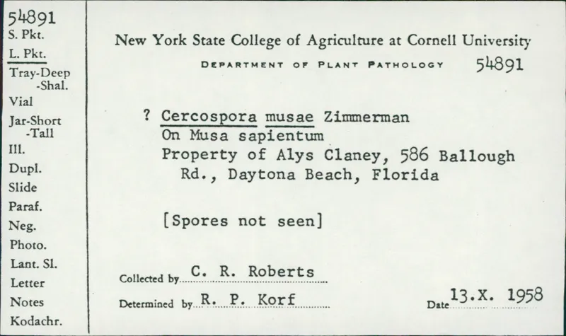 Plaga de SIGATOKA COMÚN O AMARILLA DEL BANANO, PSEUDOCERCOSPORA MUSAE