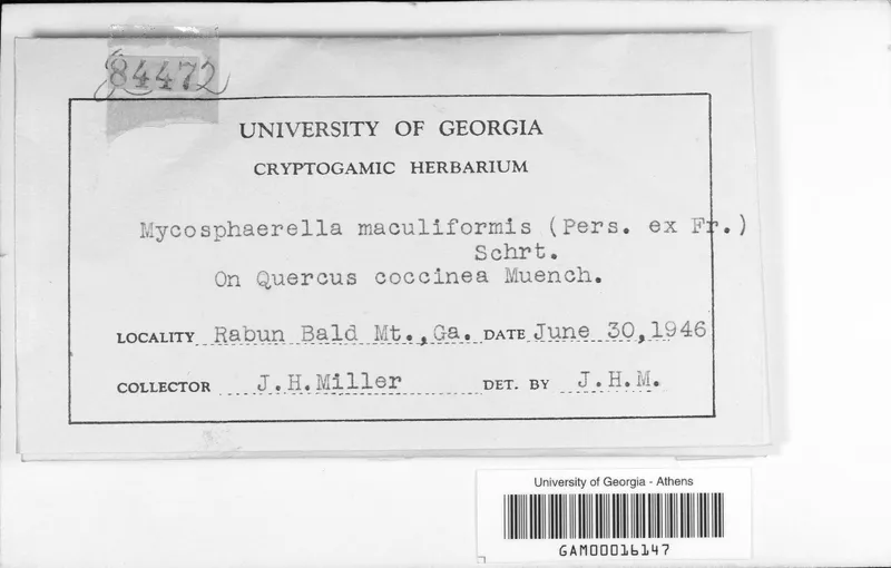 Plaga de SOCARRINA, MANCHA FOLIAR DEL CASTAÑO, MYCOSPHAERELLA MACULIFORMIS