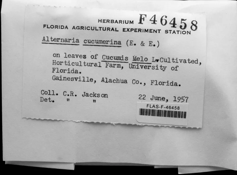 Plaga de TIZÓN DE LAS HOJAS DE LAS CUCURBITÁCEAS, ALTERNARIA CUCUMERINA