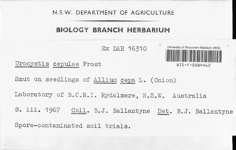 Plaga de TIZÓN DEL PUERRO, UROCYSTIS MAGICA