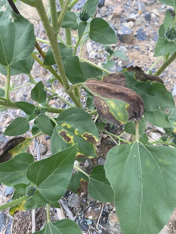 Plaga de VERTICILLIUM SPP.