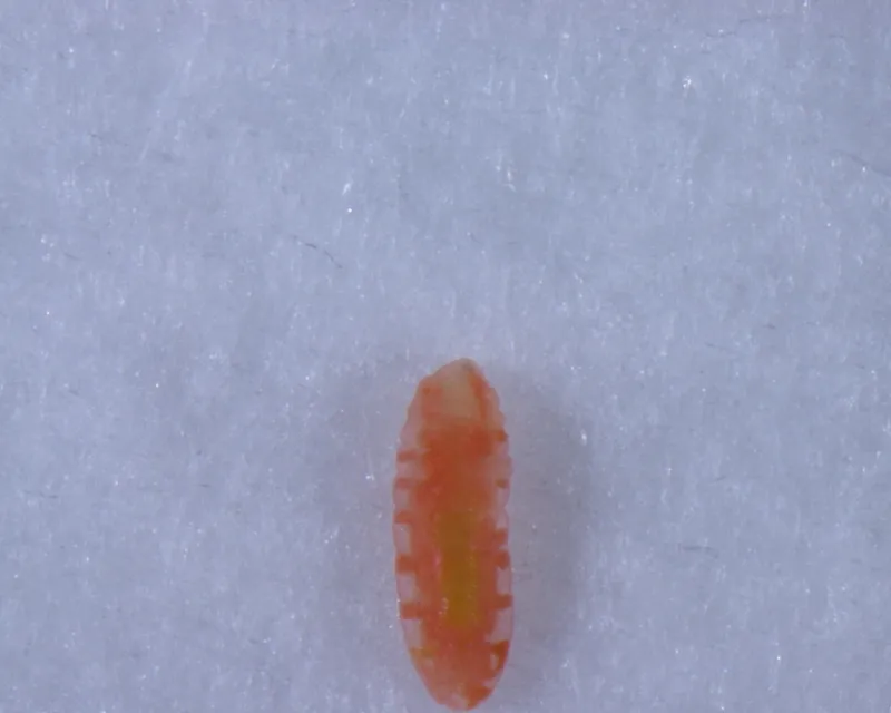 Plaga de PERRISIA, CIGARRERO DEL MANZANO, DASINEURA MALI