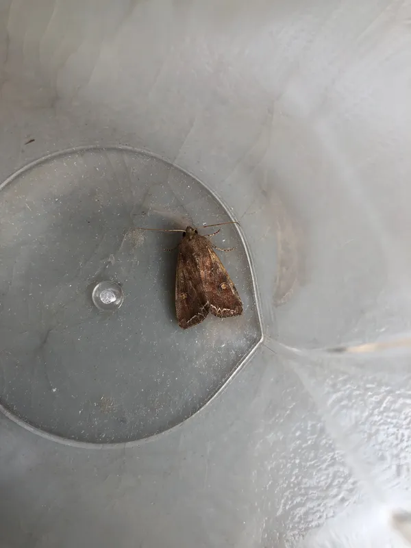 Plaga de NÓCTUA DE LAS HUERTAS, LACANOBIA OLERACEA