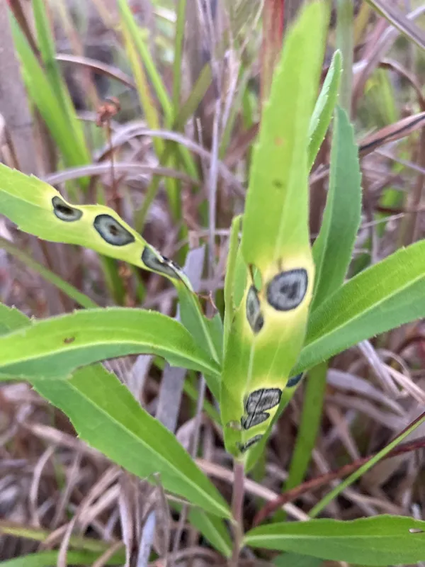 Plaga de ESCUDETE DEL OLIVO, BOTRYOSPHAERIA DOTHIDEA