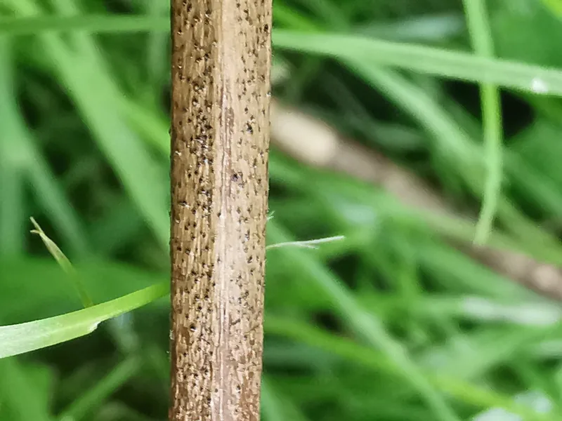 Plaga de CHANCRO DE LAS POMÁCEAS, DIPLODIA SERIATA