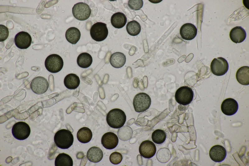 Plaga de THIELAVIOPSIS SPP.