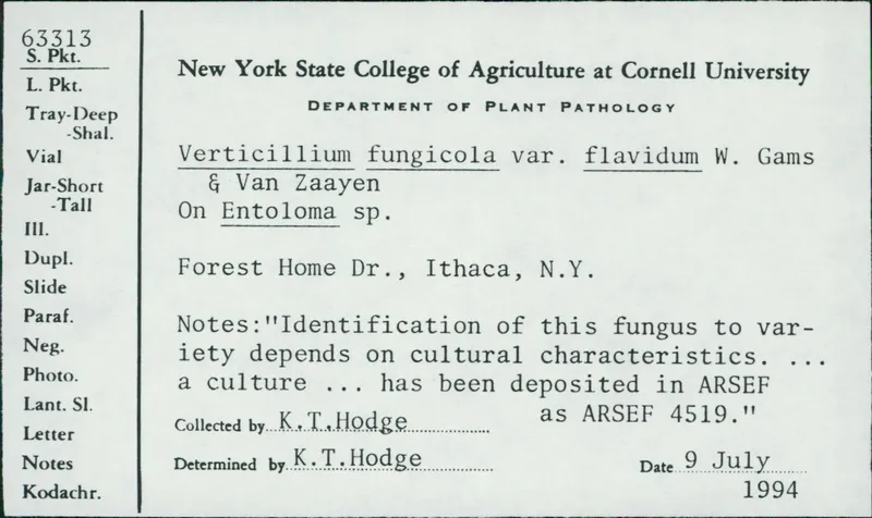 Plaga de MOLE SECA, LECANICILLIUM FUNGICOLA  VAR. FUNGICOLA