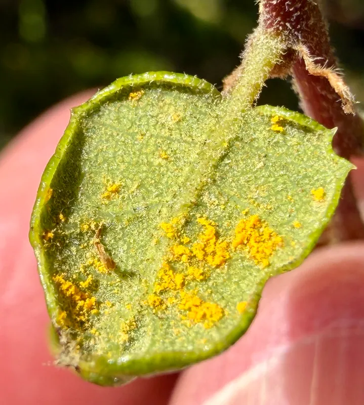 Plaga de CRONARTIUM SPP.