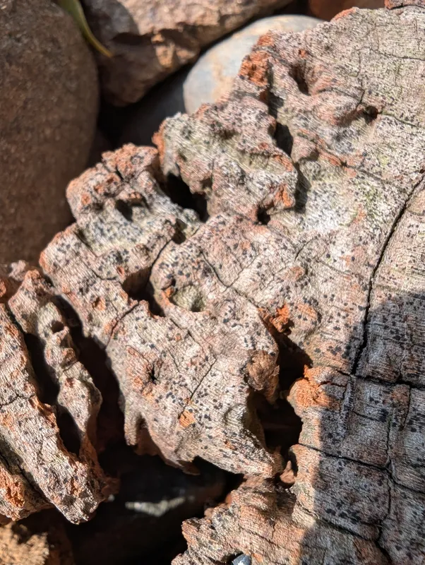 Plaga de CYTOSPORA SPP.