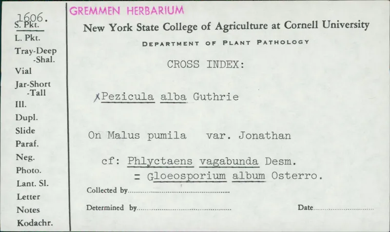 Plaga de GLOEOSPORIOSIS, ANTRACNOSIS DE LAS MANZANAS, NEOFABRAEA VAGABUNDA