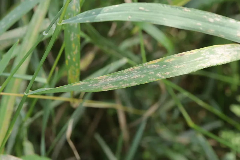 Plaga de OÍDIO DE LOS CEREALES, BLUMERIA GRAMINIS