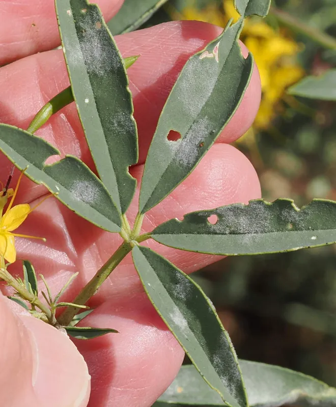 Plaga de LEVEILLULA SPP.