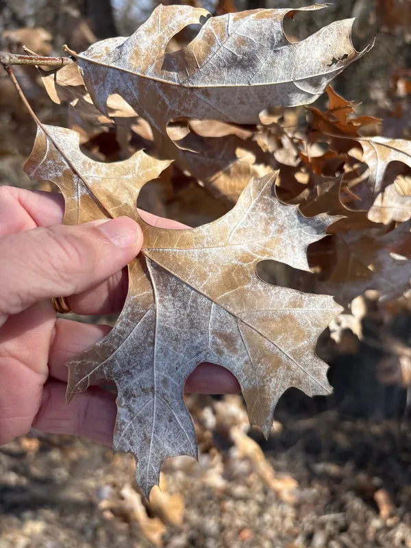 Plaga de PHYLLACTINIA SPP.