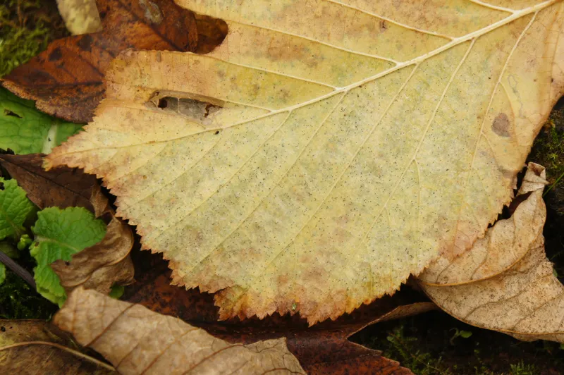 Plaga de OÍDIO DEL AVELLANO, PHYLLACTINIA GUTTATA