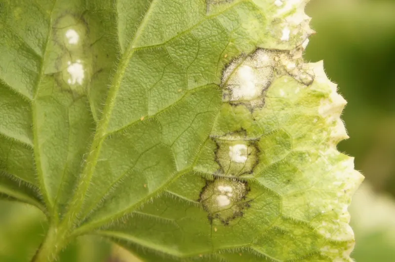 Plaga de HYALOPERONOSPORA SPP.