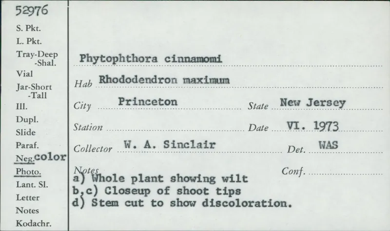 Plaga de PODREDUMBRE DE CUELLO Y RAÍZ, PHYTOPHTHORA CINNAMOMI