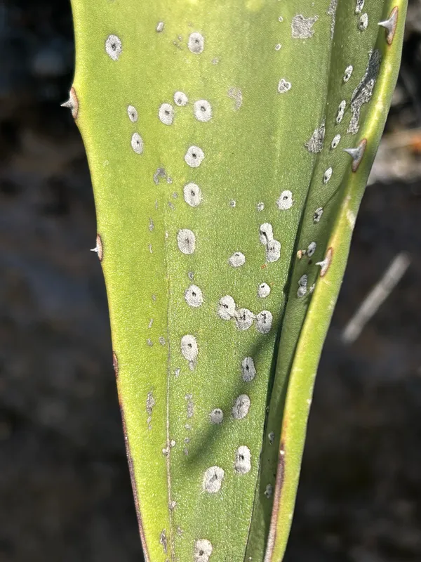 Plaga de PHYLLOSTICTA SPP.