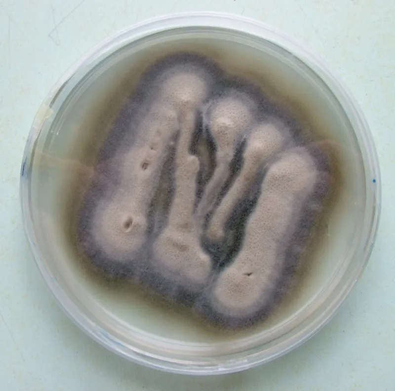 Plaga de VERTICILOSIS, VERTICILLIUM DAHLIAE