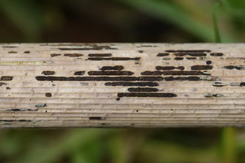 Plaga de ROYA NEGRA DE LOS CEREALES, PUCCINIA GRAMINIS